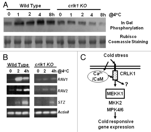 Figure 2 CRLK1 regulates the MAPK kinase activity and expression levels of genes affected by MAPK cascade during cold treatment. (A) In gel phosphorylation showed that cold stimulated MAP kinase activity is diminished in crlk1 plants. The in-gel assay of endogenous MAPK was carried out as described.Citation28 Briefly, 50 µg of plant protein was fractioned in a 12.5% SDS-PAGE with 0.25 mg/ml mylein basic protein (MBP). The gel was incubated with protein phosphorylation buffer with [γ32P-ATP], and exposed to X-ray film after washing. Forty micrograms of total proteins were used in the assay. The Coomassie stained RUBISCO band was used to show equal loading. (B) RT-PCR analysis of RAV1, RAV2 and STZ gene expression. Actin8 was used as an internal control. (C) A hypothetical model showing cold stress signal transduction pathway linking calcium/calmodulin, CRLK1 and MAPK cascade.