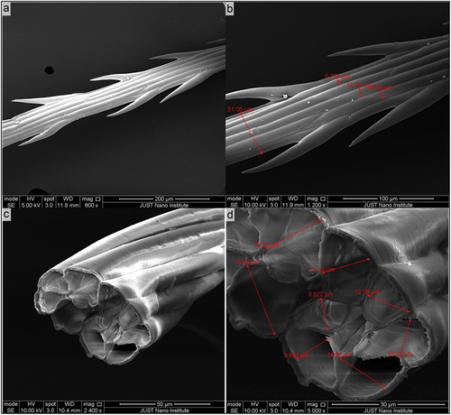 Figure 5. SEM images of a single raw fiber obtained from the flower heads of milk thistle. a) a single fiber outer surface at a magnification of 600× showing the longitudinal grooves on the outer surface and the thorny structures on the sides of the fiber. b) a single fiber outer surface at a magnification of 1200× showing impurities on the surface in addition to the longitudinal grooves on the outer surface and the thorny structures on the sides of the fiber. c) a cross-sectional view of a cryo-fractured fiber at a magnification of 2400× showing the hollow lumens interconnected by cell walls. d) a greater magnification of the hollow lumens, 5000×, showing the irregular polygonal internal lumen shapes.