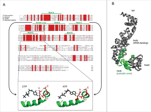 Figure 1. Sequence and structural presentation of CCA-adding enzymes. (A) Sequence alignment with highly conserved residues in red. Motifs A to E of the catalytic coreCitation25 are indicated in green. The flexible loop element involved in switching the nucleotide specificity from CTP towards ATP is also labeled.Citation26 The boxed elements represent the templating amino acid residues in motif D, forming hydrogen bonds to the bound CTP and ATP, respectively.Citation25 The relative positioning of E, D and R determine the nucleotide specificity. (B) Crystal structure of the GstCCA enzyme.Citation25 From N- to C-terminus, the enzyme consists of head, neck, body and tail domains. While the body region binds the tRNA substrate, the neck domain contains the motifs of the catalytic core (green).