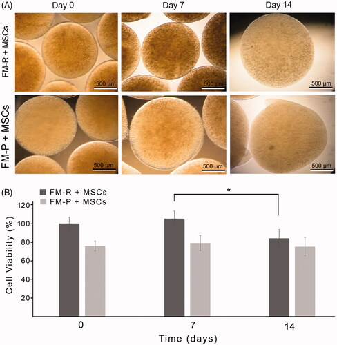 Figure 4. (A) Phase contrast micrographs of the MSC-encapsulated FM-R and FM-P at specific culture time points. (B) Viability of rat MSCs encapsulated in FM-R and FM-P. MTT data obtained were analysed by two-way ANOVA followed by Bonferroni's post hoc comparison tests (*p<.05).