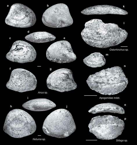 Figure 5. Fish otoliths from the late Miocene northern Taiwan. Scale bars = 1 mm. Images are inner views unless otherwise indicated. a–g, Arius sp., lapilli; a, b, SL-3b, ASIZF 0100009; c–g, SL-0, ASIZF 0100010–11; a, c, g, dorsal views; b, e, f, ventral views. h–j, Netuma sp., lapilli, SL-0, ASIZF 0100012; h, dorsal view; j, ventral view. k, l, Ostorhinchus sp., SL-0, ASIZF 0100013; k, ventral view. m, n, Apogonidae indet., SL-0, ASIZF 0100014–15. o, p, Sillago sp., SL-3a, ASIZF 0100016; o, ventral view.