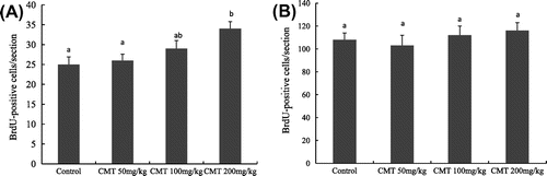 Fig. 4. Effects of CMT on cell survival (A) and cell proliferation (B) in the dentate gyrus of the aged mice.Notes: After 14 days of CMT treatment, the mice were sacrificed for immunohistochemistry study. 200 mg/kg CMT treatment significantly increased cell survival (p < 0.05), whereas three CMT treatments (50, 100, and 200 mg/kg) had no significant effect on cell proliferation in the dentate gyrus of aged mice. Data are the means ± SEM. of eight mice in each group, and the means with different letters are significantly different (p < 0.05).