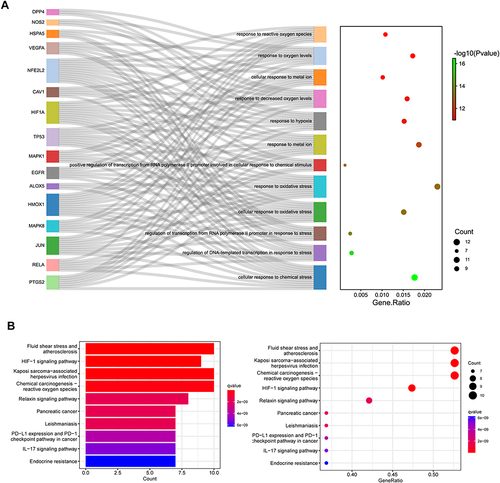 Figure 3 Enrichment analysis of hub genes. (A) GO enrichment of biological process for the intersection targets. (B) The Kyoto Encyclopaedia of Genes and Genomes pathways identified in the enrichment analysis of intersection targets.