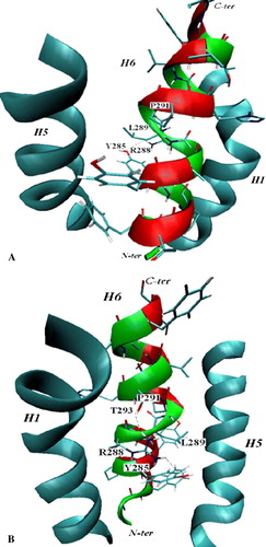 Figure 5.  Views of TMS VI and nearby helices H1 and H5. Panel A: Outside view, with the lipophylic face of the segment in the foreground. Panel B: Inside view showing the face pointing to the cavity of the carrier. Mainchains of residues in the cartoon are colored red when facing the membrane and green when facing the cavity. Nearby helices H1 and H5 are represented as cartoons and colored in cyan. VMD 1.8.5 Citation[29] was used for the rendering. This Figure is reproduced in colour in Molecular Membrane Biology online.