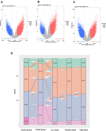 Figure 6 General information about YQHX effects on DNA methylation in mice with DA. Volcano plots of methylation for significant CpG sites. Hypomethylated probes are blue and hypermethylated probes are red. Dotted lines delimit ±0.1 methylation differences between YQHX-treated groups vs control group, and represent a P-value threshold of 0.05. Compared with those in the model group, differentially methylated sites are shown in the low- (A), medium- (B) and high-dose YQHX (C) groups, respectively. (D) Alluvial diagram showing the distribution of differentially methylated sites among different groups.
