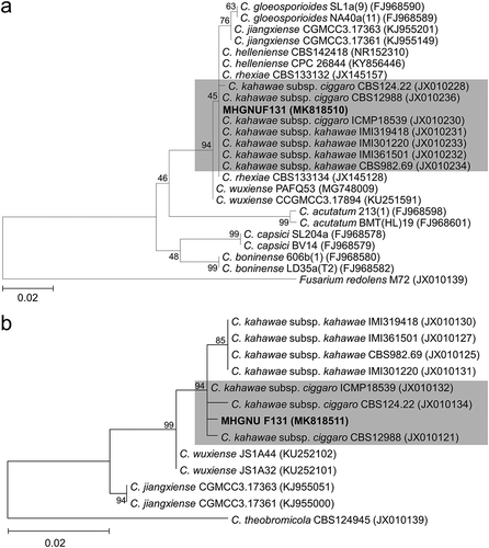Fig. 3 Phylogenetic trees based on ITS rDNA sequence (a) and partial sequence of the glutamine synthetase gene (b) showing the relationship among selected Colletotrichum species including an isolate recently obtained from imported avocado fruits in South Korea