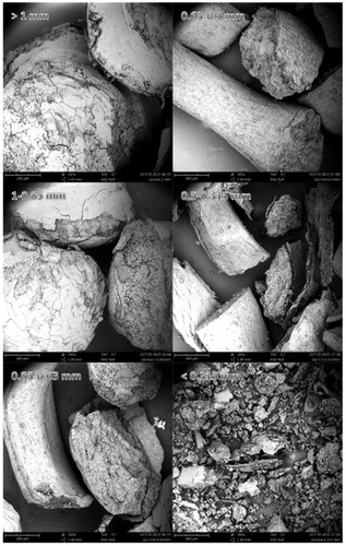 Figure 2. SEM images of quinoa fractions obtained by air jet sieve.