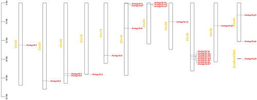 Figure 3. Localization and tandem duplications of the PcHsp70 gene on chromosomes. Orange denotes chromosome or scaffold numbers, red represent the PcHsp70 genes, and red short lines connect between tandem duplication gene pairs.