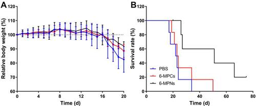 Figure 8 In vivo anticancer efficacy of 6-MPNs and 6-MPCs in ALL model mice. PBS was used as a control group. The drugs were given daily over 1–14 days (dosage: 20 mg of 6-MP equiv./kg). (A) Relative body weight changes (n = 6). (B) Survival rates of NPG mice. P = 0.0101, 6-MPNs vs PBS; P = 0.0316, 6-MPNs vs 6-MPCs.