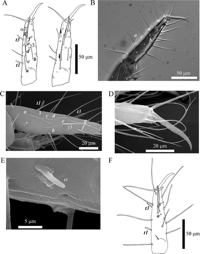 Figure 2. Acerentomon italicum Nosek, Citation1969 Foretarsus: main sensilla (a-g, a′-c′, t1, t3) and setae α7 and γ3 are labeled (see text). A, Exterior view, arrows indicate pores (from Nosek Citation1969); B, external side sensilla (interference contrast microscope); C, external side sensilla, arrow indicates pore near sensillum c (scanning electron microscope, SEM); D, detail of claw (SEM); E, pore near sensillum t3 (SEM); F, interior view.