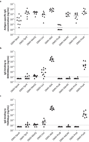 Figure 4. OMVs displaying pneumococcal antigens are highly immunogenic in mice and induced serum antibodies that bind to the bacterial surface. Mice were intranasally vaccinated three times with single antigens coupled to OMVs. n = 10 mice per group, except for OMV-PsaA (n = 9). Sera for IgG measurements were collected from all mice two weeks after the third immunization and analyzed using ELISA. (a) Antigen-specific IgG levels in serum. (b) Binding of IgG in serum to BHN100 capsule mutant (Δcps). (c) Binding of IgG in serum to TIGR4Δcps. Dashed lines indicate detection limit, symbols represent individual mice and horizontal lines indicate the geometric mean of each group.