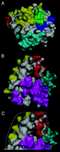 Figure 7. Relative location of the epitopes recognized by anti-IL-2 antibodies and the predicted mouse IL-2 receptor interfaces. The surface of mouse IL-2 is shown in white and residues belonging to functional epitopes are labeled. The interfaces with the different receptor chains were predicted on the bases of the available knowledge about the structure of the complex between human IL-2 and its multi-chain receptor, and the structural alignment between human and mouse IL-2. Overlapping between the predicted α chain interface and the functional epitope(s) recognized by the immunostimulatory antibodies JES6-5H4/S4B6 is shown in panel (A). mIL-2 residues in contact with both these antibodies and the α chain are colored green. The rest of the α chain interface is represented in yellow, while additional residues contributing to JES6–5H4 epitope formation are shown in blue. Location of the JES6–1A12 functional epitope (adjacent to both α and β/γ chain interfaces) can be appreciated in panel (B). Residues in the β and γ chain interfaces are colored cyan and magenta respectively, and the epitope recognized by JES6-1A12 is represented in red. Panel (C) highlights with a dashed line the putative contact area of mIL-2 with JES6-1A12 mAb (surrounding the residues involved in functional epitope formation). Overlapping between this region (presumably buried in the immune complex with JES6–1A12) and both α and γ chain interfaces can be appreciated. The figures were generated with Pymol.