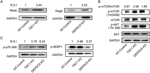 Fig. 3 The mTOR pathway is associated with HIV latency.a C11 cell pretreatment with rapamycin (2/20 nM) for 6 h to reactivate HIV in the presence of increasing concentrations of TSA/JQ1. Reactivation of HIV was assessed by measuring GFP by flow cytometry. Data represent the mean ± SD. b The percentage of GFP+ cells upon rapamycin (2 nM) treatment in TSC1/DEPDC5 knockout C11 cells. Data represent the mean ± SD of triplicate values, representative of two independent experiments. The significance of differences between groups was determined using the two-tailed Student’s t-test (****P < 0.001). c Rapamycin stimulates phosphorylation of S6 and 4EBP1 in TSC1/DEPDC5 knockout C11 cells. Cells were untreated or pre-treated with rapamycin (2 nM) for 6 h/12 h. Images shown are representative of three independent experiments