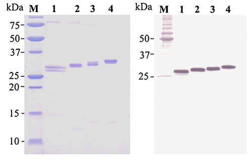 Fig. 5. SDS-PAGE (left) and western blotting (right) analysis of purified scFvs.