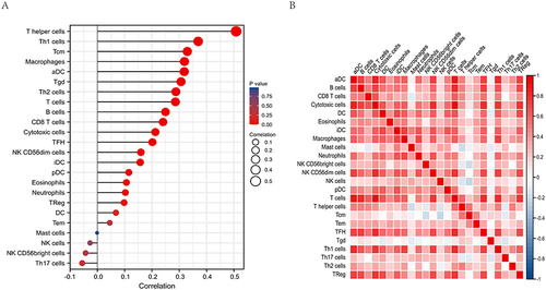 Figure 5 (A) Lollipop chart of CLEC2B expression levels in 24 immune cell types. (B) Heatmap of 24 infiltrating immune cells in SKCM and CLEC2B have the vital role in the immune infiltration in SKCM.