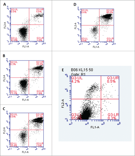 Figure 4. The flow cytometry analyses performed for the SW480 cells treated with (B) 40, (C) 80, and (D) 120 µg/ml KL15 for 24 h using 2 fluorescence dyes PI (represented by FL2 axis) and Annexin V-FITC (represented by FL1 axis). (A) is the control without any treatment by KL15. (E) is the treatment by 50 µg/ml KL15 for 2 h. The number or % of primary necrotic cells, the late apoptotic or secondary necrotic cells, the viable or live cells, and the cells undergoing early apoptosis are characterized by dots counted in quadrant UL, UR, LL, and LR, respectively.