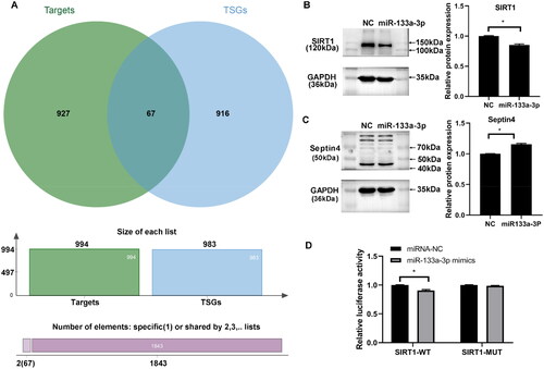 Figure 5. Gene target of miR-133a-3p. The target genes of miR-133a-3p were predicted using 12 databases (e.g., miRWalk, Microt4 and miRanda). Tumor suppressor genes (TSGs) with downregulated expression in solid tumor tissues were predicted using TSGene v2.0. (A) TSGs as potential targets of miR-133a-3p were predicted by Venn analysis. (B) Western blot for SIRT1 expression in A549 cells overexpressing miR-133a-3p. (C), Western blot for Septin 4 expression in A549 cells overexpressing miR-133a-3p. (D) Dual-luciferase reporter assay for the interaction between miR-133a-3p and SIRT1. *p < .05.