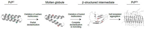 Figure 4. A proposed model for the role of methionine oxidation in prion protein misfolding and aggregation. Unoxidized methionines are represented as green circles and oxidized methionines are represented as red circles. Surface methionines in PrP can become oxidized resulting in the formation of a molten globule state and increasing the solvent exposure of buried methionines. In the molten globule state, buried methionines can become oxidized, resulting in the total destabilization and conformational rearrangement of the prion protein. It is unknown whether or not the β-structured intermediate induced by methionine oxidation is on pathway to the formation of PrPSc. Schematic representations of PrPC and the molten globule state were derived from PDB:1QLX [Citation44]. Schematic representations of PrPSc were derived from PDB:2RNM [Citation111].