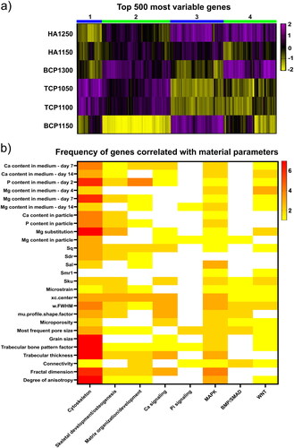 Figure 6. CaP ceramics induce distinct gene expression profiles in MG63 cells and allow a correlation analysis with material properties. a) Hierarchical cluster analysis of the top 500 genes with strongest gene expression variation across the six CaP ceramics. Ceramics with identical chemical compositions cluster together except for the BCP ceramics. b) Heatmap showing the frequency of significant correlations between CaP ceramic properties and pathways associated with osteogenesis.