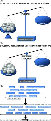 Figure 1.   (A) Several etiologic factors involved in the multifactorial etiology of muscle dysfunction exert deleterious effects on the function and mass (deconditioning) of lower limb muscles in patients with COPD. Hence, the balance in the scale is completely skewed towards the negative side (left-hand side tray in the scale). (B) In lower limb muscles, several biological events that mediate the actions of the etiologic factors exert direct deleterious effects on muscle function, structure, and mass. Hence, the balance in the scale is completely skewed towards the negative side (left-hand side tray in the scale). (C) Schematic representation on how the different reported etiologic factors contribute to lower muscle dysfunction in COPD through the action of the reported biological events that directly modify muscle phenotype and function in the patients.