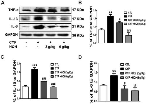 Figure 5. Effect of HQH on the inflammatory cytokines levels in the kidneys of CYP-treated rats. The expressions of TNF-α, IL-1β and IL-6 were determined by western blot (A) The levels of TNF-α. (B) The levels of IL-1β. (C) The levels of IL-6. Data are shown as mean ± SD, n = 4. **p < 0.01 and ***p < 0.001 versus the Control group. #p < 0.05 and ###p < 0.001 versus the CYP group.