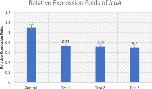 Figure 3 Effect of Ruta graveolens extract on the transcriptional level of icaA gene in untreated control and treated MRSA isolates.
