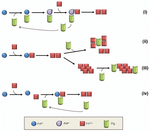 Figure 3 Plausible mechanisms for plasminogen to enhance PrPSc propagation. Plasminogen may stimulate PrPSc propagation via conformational alteration of PrPC to PrP* (i), enhancement of PrPSc aggregation (ii), stabilization of pre-exisiting PrPSc aggregates (iii) or scaffolding to gather PrPC and PrPSc together (iv).