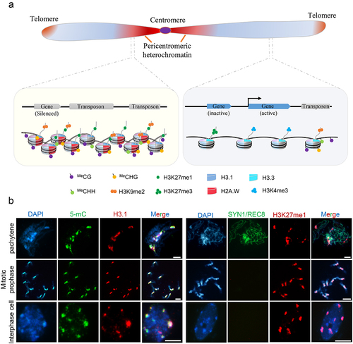 Figure 1. Structure and characteristics of chromosomes in arabidopsis. (a) The model of chromosome, which consists of centromere (purple), pericentromeric heterochromatin (red), telomere (orange) and euchromatin (blue). Pericentromeric heterochromatin and euchromatin are classified by sequence features, transcriptional states, epigenetic modifications and nucleosome density. The euchromatin is enriched with actively transcribed genes that possess loosely organized H3.3-nucleosomes marked by H3K4me3. The heterochromatin is composed of repetitive sequences and transposons with highly methylated DNA and condensed H3.1- or H2A.W-nucleosomes modified by H3K9me2 and H3K27me1. (b) Immunostaining of heterochromatic markers (5-mC, H3.1 and H3K27me1) at pachytene of meiosis, mitotic prophase and interphase of somatic cells of arabidopsis. The 5-mC, H3.1, and H3K27me1 signals show co-localization with darkly staining pericentromeric regions. SYN1/REC8 is meiosis-specific cohesion labeling chromatin. Scale bars: 5 μm.
