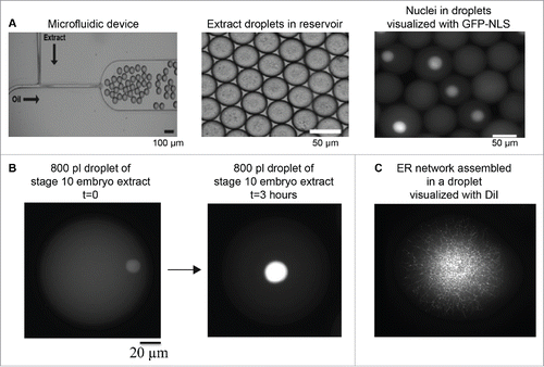 Figure 3. Microfluidic encapsulation technology to study organelle size scaling. (A) A standard microfluidic T-junction device is shown. At the junction where oil/surfactant and X. laevis egg extract mix, droplets are generated. Droplet size can be tuned by altering device geometry and flow rates. Image courtesy of John Oakey and Jay Gatlin. (B) Large 800 pl droplets containing stage 10 X. laevis embryonic cytoplasm and endogenous nuclei are shown. Nuclei are visualized by import of GFP-NLS. Over the course of ∼3 hours at room temperature, nuclear size expands (our unpublished data). (C) Partially fractionated X. laevis egg extract was encapsulated in a droplet, and ER network formation was visualized with DiI (our unpublished data).