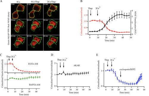 FIG 7 NFAT1 dissociates from AKAP79 following local Ca2+ entry through CRAC channels. (A) Airy scan confocal images show co-localization of NFAT1-cherry and AKAP79 close to the cell periphery in unstimulated cells in Ca2+-free (0Ca) external solution, and after exposure to thapsigargin (Thap) in Ca2+-free external solution (0Ca/Thap). After Ca2+ readmission, NFAT1 dissociates from AKAP79 and translocates to the nucleus. Images show responses at different times after Ca2+ readmission (2Ca/Thap). (B) The time course of loss of co-localization of NFAT1 with AKAP79 is shown (red trace). Included in the graph is the time course of NFAT1 translocation into the nucleus in the same cells (black trace). Each point is mean ± SEM of 26 to 30 cells. (C), Loading the cytosol with the slow Ca2+ chelator EGTA (30 min pre-exposure to 10 μM EGTA-AM) does not prevent NFAT1 dissociation from AKAP79 (upper graph). Each point is the mean ± SEM of 25 cells. Loading the cytosol with the fast Ca2+ chelator BAPTA (30 min pre-exposure to 10 μM BAPTA-AM) prevented dissociation of NFAT from AKAP79 (lower graph). Each point is the mean ± SEM of 16 cells. (D) Expression of the AKAR peptide prevents Ca2+ entry through CRAC channels from releasing NFAT1 from AKAP79. Each point is the mean ± SEM of 16 cells. (E) Time course of NFAT1 co-localization with AKAP79 is shown. In these experiments, activation of CRAC channels triggered dissociation of NFAT1 from AKAP79. After 20 min, BTP2 and cyclosporine A were added, to prevent activation of calcineurin. Each point is the mean ± SEM of 14 cells.