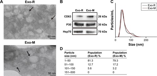 Figure 1 Characterization of Toxoplasma gondii-derived exosomes.Notes: (A) Representative TEM images of vesicles derived from T. gondii RH strain or ME49 strain showing a range of exosomal morphologies (original magnification, × 100,000; scale bar =50 nm). Bilayer membranes are arrowed. TEM was performed at least three times. (B) Western blotting analysis of T. gondii-derived vesicles with anti-CD63, anti-P30 (anti-SAG1) and Hsp70. (C) Size distribution of purified vesicles derived from T. gondii using nanoparticle tracking analysis and showing a mean diameter of 50 nm. (D) Table from NanoSight NS300 analysis of percentage of purified vesicles derived from T. gondii in various size ranges.Abbreviations: Exo-R, exosomes from RH strain; Exo-M, exosomes from ME 49 strain; TEM, transmission electron microscopy.