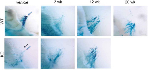 Figure 4. OSN axon targeting does not recover by 20 weeks post-MTZ treatment. Visualization of β-lactamase expressing transgenic olfactory neuron axons in PrP WT and KO olfactory bulb glomerular layers. After vehicle or methimazole treatment at 10 weeks of age, animals recovered from 3 to 20 weeks, at which time tissues were collected and stained with X-gal to visualize the entire P2 OSN cell, from soma to axon terminal. Normal axon targeting to glomeruli for each PrPC genotype shown in vehicle panels (blue arrows: full glomeruli, black arrows: ectopic). Axon mistargeting persisted after MTZ treatment in both genotypes. Scale bar represents 500 μm