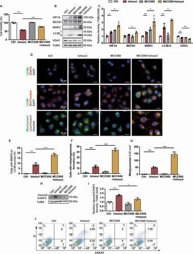 Figure 5. MCC950 upregulated HIF1A and BNIP3-mediated mitophagy, and attenuated apoptosis in the HK-2 cells in response to iohexol treatment. HK-2 cells were incubated in DMEM/F-12 media with iohexol (20 mg I/mL) for 72 h. MCC950 (10 μM) pretreated cells 4 h before iohexol treatment. (A) Cell viability of iohexol-treated HK-2 cells with MCC950 was evaluated by CCK-8. (B and C) Immunoblotting analysis and quantification of HIF1A, BECN1, BNIP3, LC3B-II, VDAC. (D-F) Representative images and quantification immunofluorescence double-labeling LC3B and BNIP3, LC3B and MitoTracker, MitoTracker and LysoTracker in MCC950-pretreated HK-2 cells. Scale bar: 20 μm. (G and H) Immunoblotting analysis and quantification of cleaved CASP3. (I) Representative images of cell apoptosis by flow cytometry. Data were presented as mean ± SEM. n = 3. *p < 0.05, **p < 0.01, ***p < 0.001