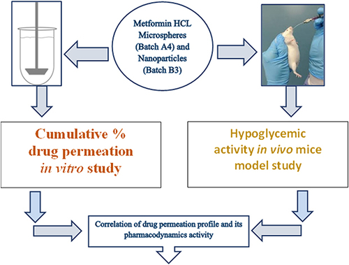 Figure 1 Schematic diagram of drug permeation–pharmacodynamics correlation. Using this schematic diagram, a simple correlation between in vitro pharmacokinetic and in vivo pharmacodynamic study had been tried in this research.