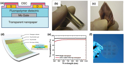 Figure 7. (a) Cross section of fabricated organic TFT on nanopaper substrate. Photographs of 20-μm-thick transparent nanopaper-based organic TFT array in (b) bending and (c) folding states [Citation68]. Reproduced with the permission of [Citation68]. Copyright 2014 Wiley-VCH. (d) Schematic and cross section of MoS2 phototransistor with flexible nanopaper as substrate. (e) Optical transmittance of nanopaper and the sealed phototransistor. (f) Image of an array of phototransistor [Citation69]. Reproduced with the permission of [Citation69]. Copyright 2016 The Royal Society of Chemistry.