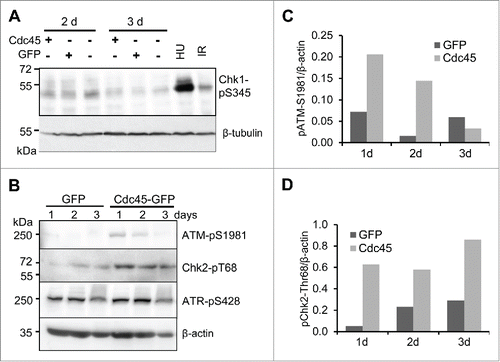 Figure 7. An excess of Cdc45 provoked an ATM- but not an ATR-mediated DNA damage response. (A) Abundant Cdc45 did not affect the phosphorylation state of Chk1 at S345. 100 000 GFP- and Cdc45-GFP-positive cells sorted by FACS were applied per well. (B) Autophosphorylation of ATM at S1981 and phosphorylation of its downstream effector kinase Chk2 at T68 were increased by Cdc45 overexpression, whereas ATR-phosphorylation at S428 was not altered. Equal amounts of cell extract were applied per well. Transfection efficiency was approximately 30% for both GFP and Cdc45-GFP. Phosphorylation levels of (C) ATM at S1981 and (D) Chk2 at T68 have been quantified relative to the β-actin protein level.