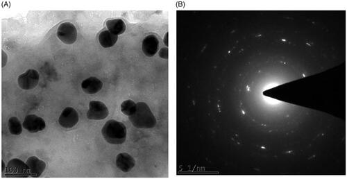 Figure 4. HR-Transmission electron microscopy (TEM) (A) & Selective Area Diffraction pattern (SAED) of silver nanoparticles synthesized from Alpinia officinarum (lesser galangal) traditional Chinese medicinal plant (AG-AO).