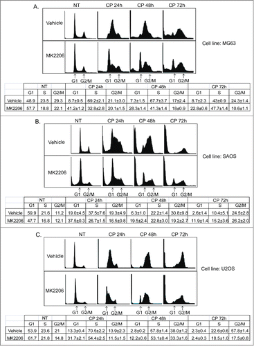 Figure 6. MK2206 causes a G1 arrest/delay in CP treated cells. MG63 cells (A), SAOS cells (B), and U2OS cells (C) were treated with CP (5 μM for MG63, 2 μM for SAOS, 15 μM for U2OS) or CP plus MK2206 (MK, 10 μM). The cells were harvested at the indicated time points and analyzed by FACS for cell cycle. Representative cell cycle profile histograms are shown. The tables below the histograms show the average percent G1, S, and G2/M populations from triplicate experiments +/− s.e.m.