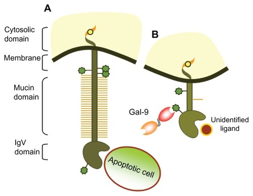 Figure 2 Schematic representation of T cell immunoglobulin and mucin-domain (TIM)-containing proteins and their ligands. (A) TIM-1 can bind to phosphatidylserine on apoptotic bodies through the FG-CC′ binding region in the N-terminal immunoglobulin variable (IgV) domain conferring phagocytic characteristics to epithelial cells. TIM-1 can also bind to soluble TIM-4 or ligate to itself, leading to T cell activation and T-helper (Th)-2 expansion. (B) TIM-3 binds to galectin-9 (Gal-9) through N-linked carbohydrates in the IgV domain, driving a Th-1-mediated inflammatory response.