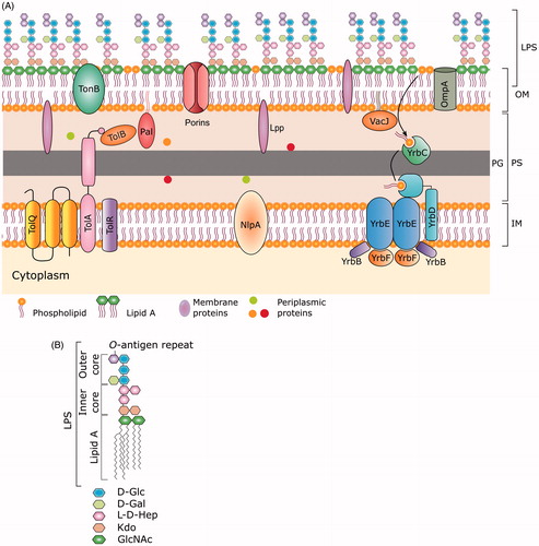 Figure 1. (A) Structure of the gram-negative bacterial cell envelope. The envelope consists of two lipid bilayers and a peptidoglycan layer. The bacterial outer membrane (OM) is unique for its asymmetrical distribution of lipid moieties, wherein the exterior leaflet is enriched in lipopolysaccharides (LPS), and the inner leaflet predominantly contains glycerophospholipid. The inner membrane (IM) is symmetrical in the glycerophospholipid composition in both the leaflets and contains many complex protein assemblies like the YrbDE, Tol component of the Tol-Pal system and NlpA. The region between IM and OM is called as the periplasmic space (PS). The periplasm contains the peptidoglycan (PG) layer along with other protein assemblies such as VacJ/YrbC, Tol B and Pal component of the Tol-Pal system, and Lipoma preferred partner (Lpp). The rest of the Yrb complex components (YrbBF) are juxta-membrane from the cytoplasmic face of IM. (B) The building blocks of the LPS layer. An LPS moiety is composed of the inner and outer core oligosaccharides followed by variable length O-antigens covalently linked to the outer-core. The inner core an LPS moiety contains l-glycerol-d-manno-heptopyranose (l-d-Hep) and Kdo as the major components while the outer core contains d-glucose as the major component linked with l-d-Hep and d-galactose monomers (see text for more details).