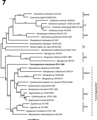 Fig. 7. Zygnematophyceae phylogeny based on 29 concatenated sequences (18S rDNA with rbcL, 2946 aligned positions), using the GTR + gamma substitution model. Bootstrap posterior probability values are indicated on each node (Bayesian/Maximum likelihood/Maximum parsimony). The new species described in this study is indicated in bold. Clade clusters were designated according to Gontcharov et al. (Citation2004); Gontcharov & Melkonian (Citation2010). Branch was reduced 50% (//). Phylogram was inferred using the Bayesian approach