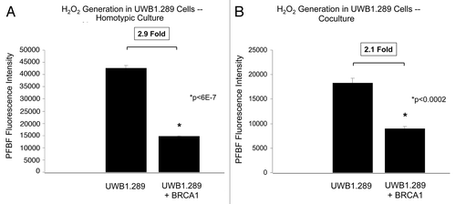 Figure 2. BRCA1-null ovarian cancer cells produce large amounts of hydrogen peroxide: Rescue with wild-type BRCA1 overexpression. (A and B) Control UWB1.289 cells and UWB1.289 cells with wild-type BRCA1 overexpression (UWB1.289+BRCA1) were cultured alone or with BJ-1 fibroblasts (A and B, respectively) for 96 h and H2O2 levels were measured using PFBS-F. Note that BRCA1 overexpression decreases H2O2 generation by 2.9-fold in homo-typic culture and by 2.1-fold in co-culture.