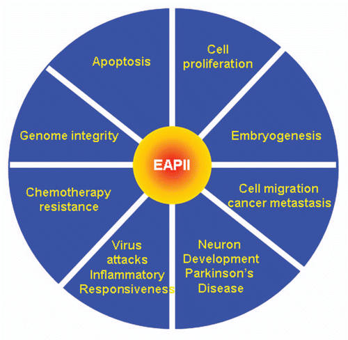 Figure 5 EAPII-related functions.
