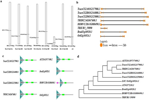 Figure 2. Chromosome location, gene structure phylogenetic analysis of the gene in different species. Gene map (a), gene structure (b), protein structure (c), phylogenetic analysis (d).