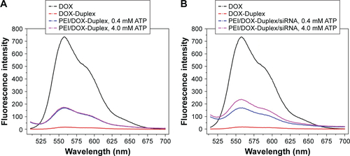 Figure S1 Fluorescence spectra of DOX release from PEI/DOX-Duplex/siRNA through the incubation at different concentrations of ATP (0.4–4.0 mM) for 15 min.Abbreviations: DOX, doxorubicin; PEI, polyethylenimine; ATP, adenosine triphosphate.
