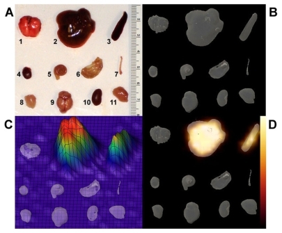 Figure 3 Biodistribution of 125I-Ag NPs in mouse 24 h after intravenous administration (4 μCi; 0.4 μCi/μg). A) Photograph of dissected tissues. B) 3D isosurface reconstruction of CT data. C and D) CT-SPECT fusion of dissected tissues. Tissues: 1, lung; 2, liver; 3, spleen; 4, heart; 5, colon; 6, stomach; 7, esophagus; 8, muscle; 9, brain; 10, kidney; 11, pancreas.