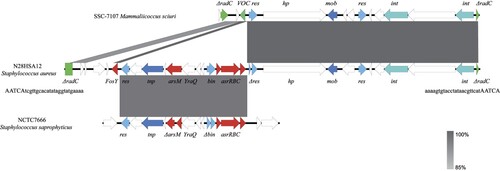 Figure 2. Schematic presentation of fosY-carrying genomic island (RIfosY) in comparison with other sequences. Regions of 100% nucleotide sequence identity are marked in dark grey, while dark grey represents region of 85% nucleotide sequence identity. Arrows indicate the positions and orientations of the genes. The genetic environments of fosY in other strains were identical to RIfosY (99.98% nucleotide identity).