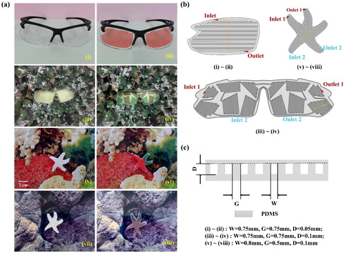 Figure 6. The applications of microfluidic colour-changing devices fabricated by dry film moulds. (a) The colour-changing effects of different microfluidic devices: (i) and (ii) colour-changing glasses, (iii) and (iv) camouflage glasses, (v)–(viii) colour-changing starfish. (b) Designs of the microstructures in Figure 6a. (c) Cross-sectional schematic of the regions indicated by the dotted yellow lines in Figure 6b.