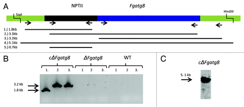 Figure 2. (A) Validation results of F. graminearum atg8 gene insertion in the ΔFgatg8 strain. Chromosome 4, 3157631–3159167 bp with sequence of geneticin resistance NPTII cassette and F. graminearum atg8 gene inserted by homologous recombination. (B) PCR analysis with primer pairs (1) upsActHFwd/nptIIRev, (2) nptIIFwd/Atg8upsFW and (3) Atg8dwnRev/dwnActHrRev. (C) DNA gel blot analysis with (4) SspI and HindII digested genomic DNA and primer pairs (5) nptIIFwd/nptIIRev was used as probe.