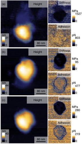 Fig. 2.  Atomic force microscopy height images and nanomechanical maps showing stiffness and adhesion profile of exosomes derived from non-malignant HCV-29 (a), malignant non-metastatic T24 (b), and malignant metastatic FL3 (c) cell-derived exosomes. Analysis performed on n=50 vesicles per cell line.